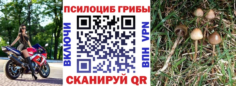 Псилоцибиновые грибы Cubensis  ссылка на мегу ссылка  Инсар 
